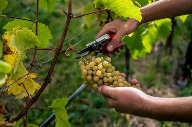 Winzer bei der Handlese © ÖWM / Robert Herbst