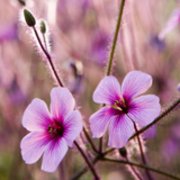 Botanischer Garten Berlin Dahlem Berliner Fruhlings Staudenmarkt